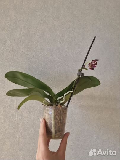 Орхидея фаленопсис