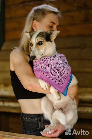 Очаровашка Мальта в добрые руки