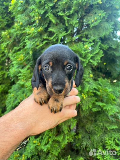 Щенки кроличьей таксы