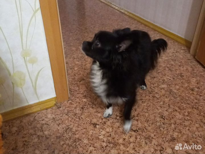 Кабель чихуахуа вязка