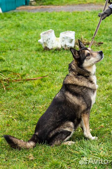 Метис лайки в добрые руки