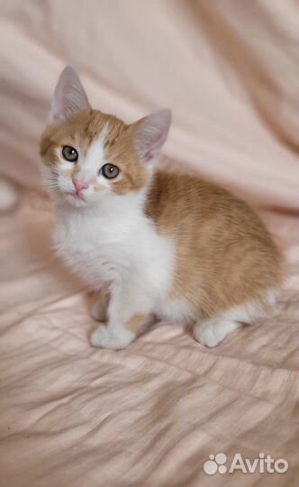 Котенок девочка, 2 месяца