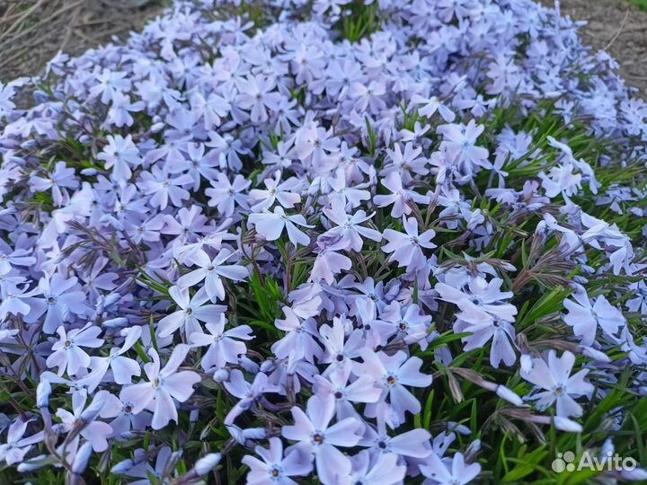 Флокс шиловидный