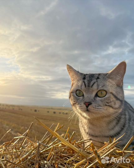 Британский кот на вязку