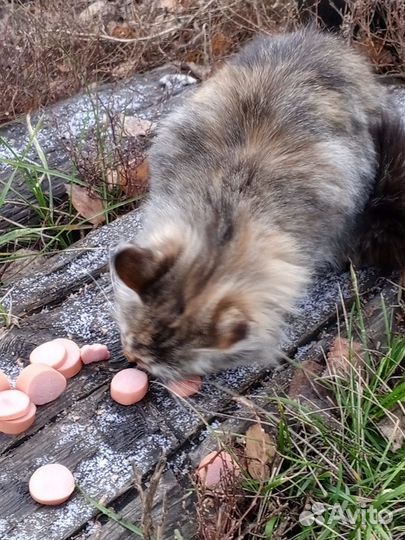 Кошки в добрые руки