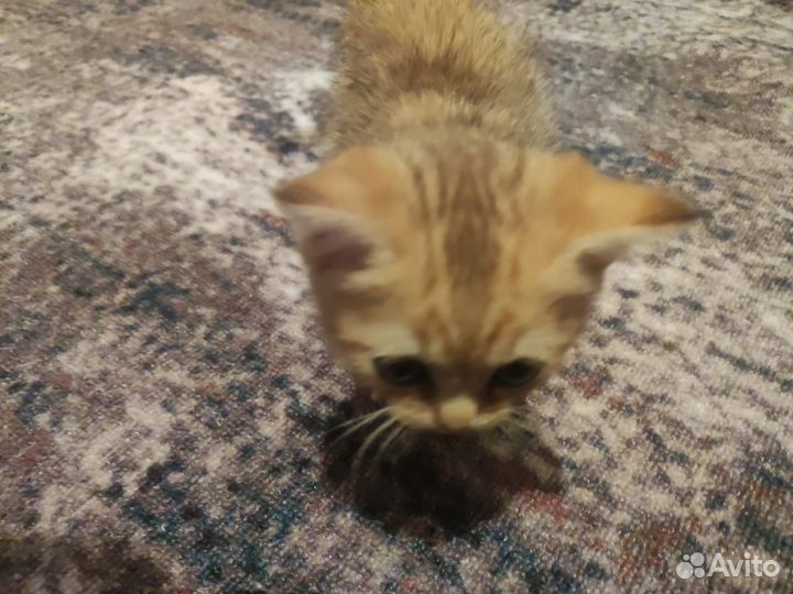 Котята породистые