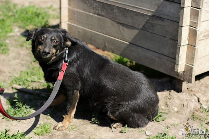 Милая Чернушка 35 см в холке, в добрые руки