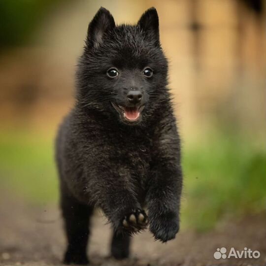 Шипперке(схипперке)