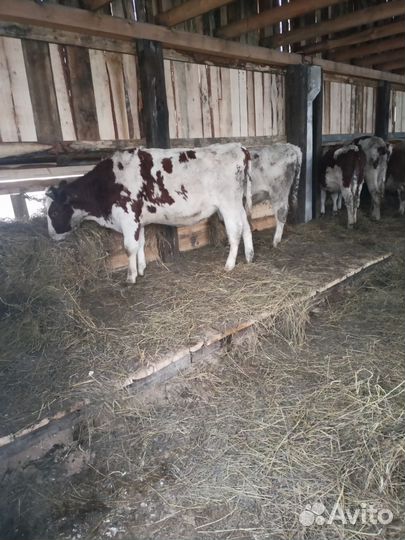 Нетели и телочки