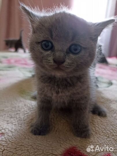 Британские котята