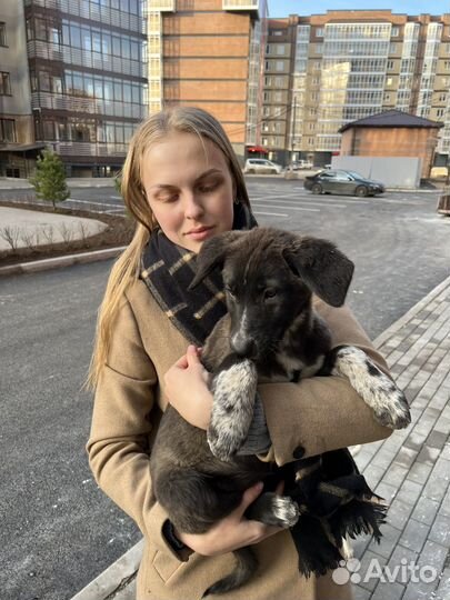 Девочка щенок