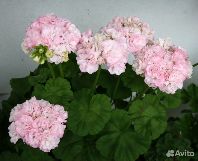 Черенок пеларгонии сорта Dovepoint