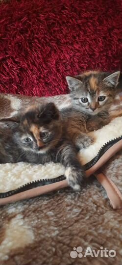 Кошка в дар