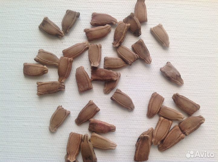 Лагенария Поленовидная 5семян