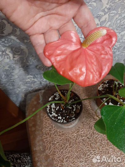 Антуриум Колорадо