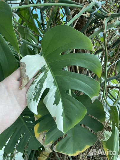 Монстера бронь