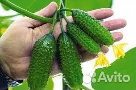 Рассада огурцов