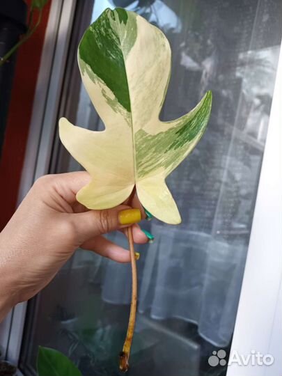 Филодендрон маска вариегатная