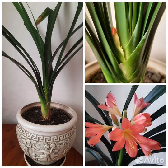 Кливия,гиппеаструм (цветы красные),кливия