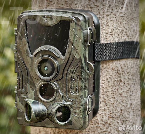 Фотоловушка Филин