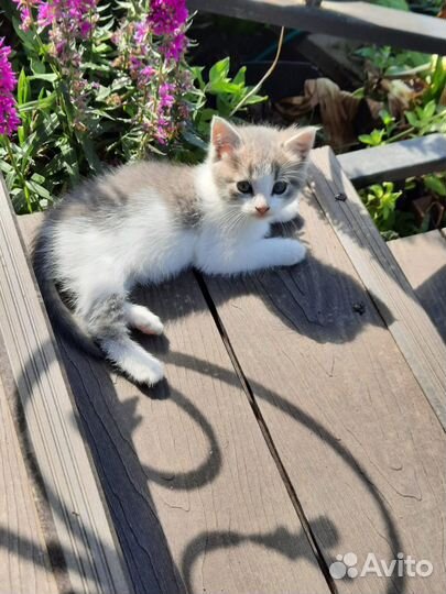 Котята в добрые руки бесплатно