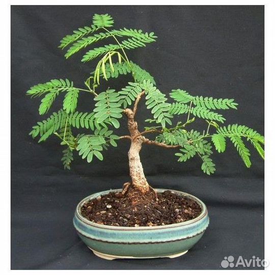 Альбиция бонсай (семена)