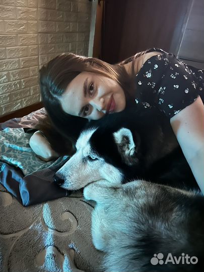 Выгул собак