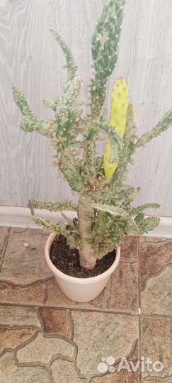 Кактусы и суккуленты