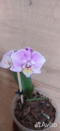 Орхидея фаленопсис