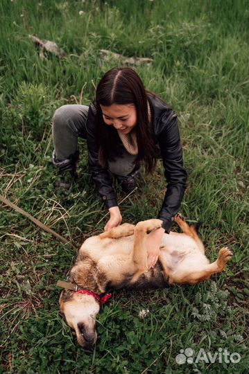 Стойкий солдатик Чич - собака в добрые руки