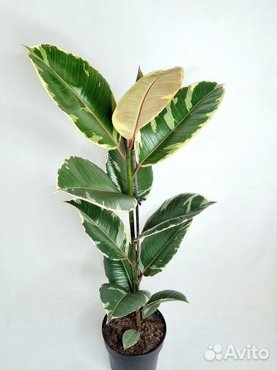 Фикус эластика белиз
