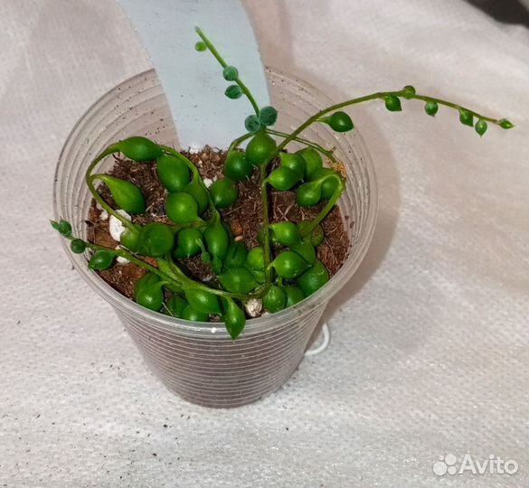 Крестовник роули