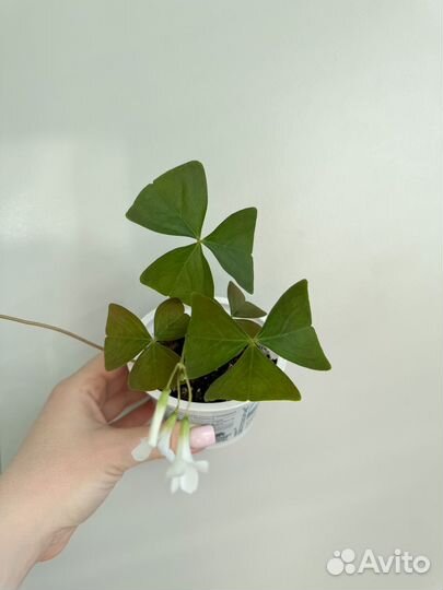 Кислица (оксалис)