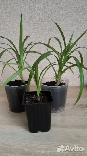 Пальма панданус