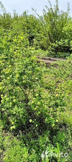 Калина бульденеж