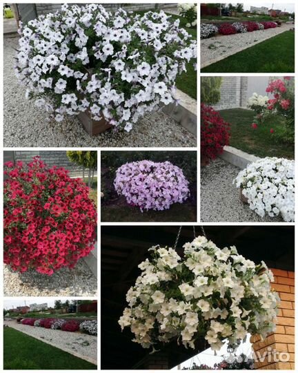 Ампельные петунии