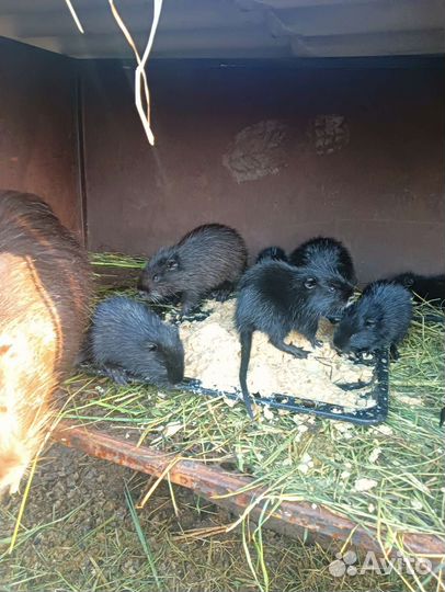 Нутрии малыши