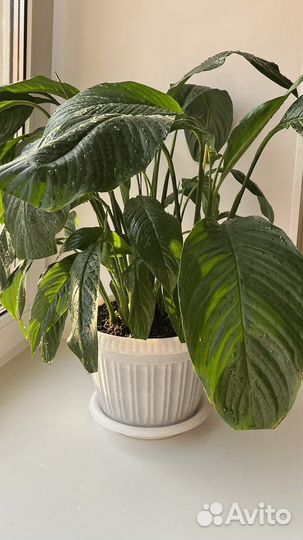 Спатифиллум, сансивиерия