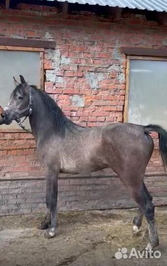 Случка, жеребец арабский (покроет вашу кабылу)