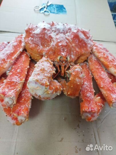 Краб камчатский королевский