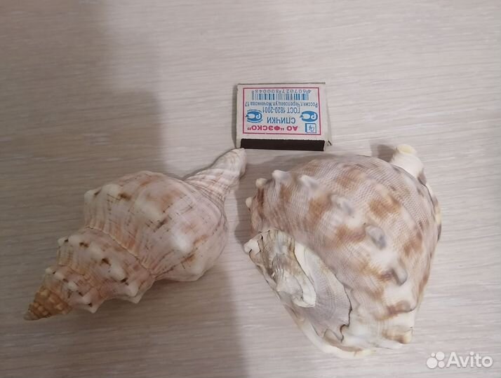 Ракушки для аквариума