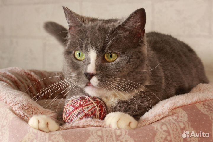 Кекси ждет свое счастье