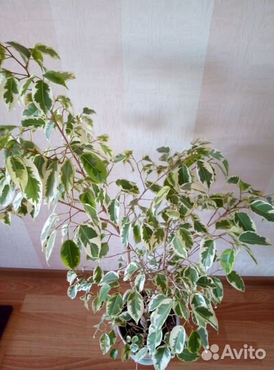 Фикус бенджамина