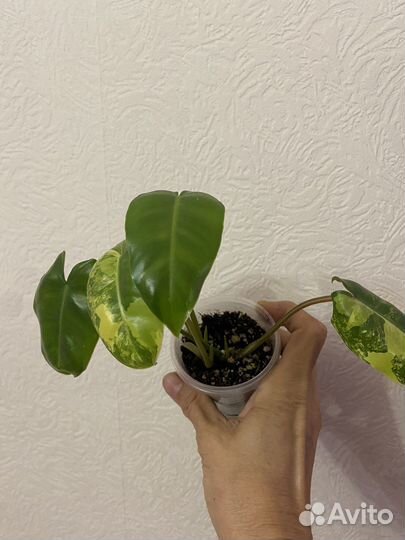 Филодендрон