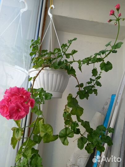 Пеларгония герань