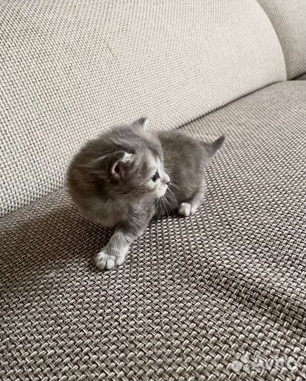 Шотландская вислоухая