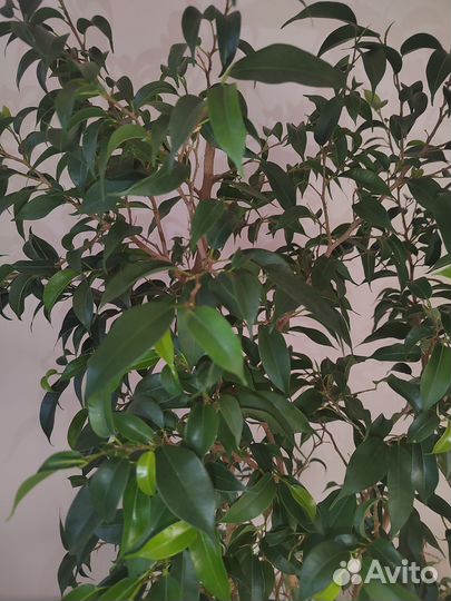 Фикус бенджамина наташа