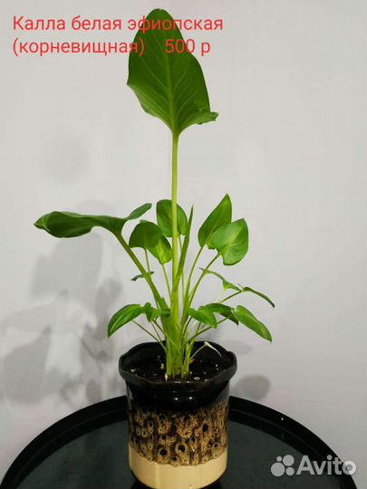 Комнатные цветы