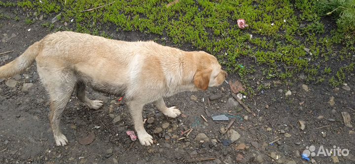 Найдена собака