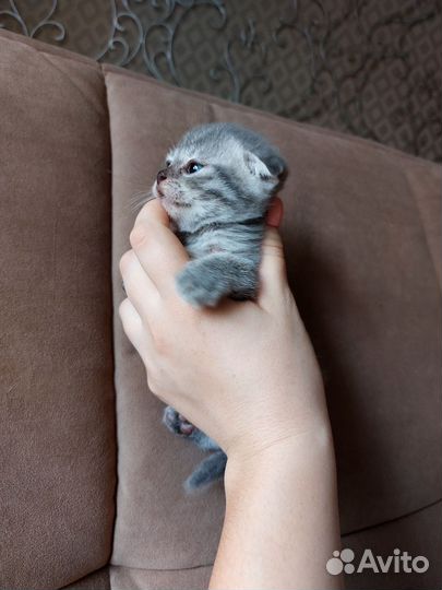 Британская кошка